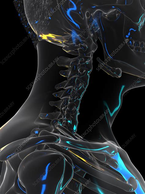 Cervical Spine Illustration Stock Image F0351709 Science Photo