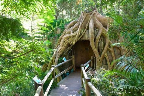 Glow Worm Caves Tamborine Mountain What To Know Before You Go Viator
