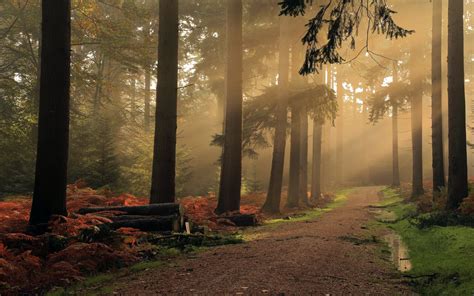 4567425 Shrubs Landscape Mist Road Forest Sunlight Leaves
