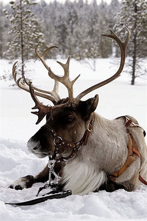 Reindeer A1 Pictures