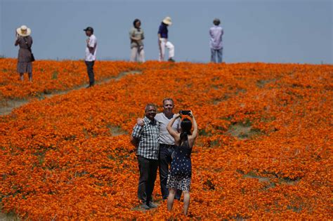 Photos See The Wildflower Superbloom Happening Across California