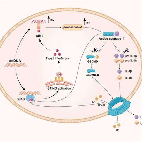 Activation Of Necroptosis By CGASSTING Signalling Initiation Of