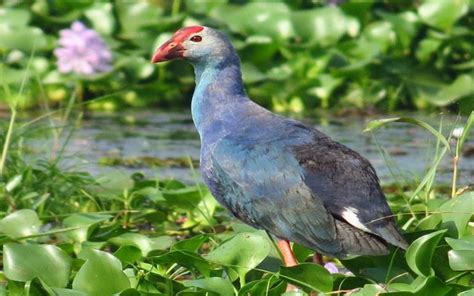 Kumarakom Bird Sanctuary Kottayam And Tourist Attractions