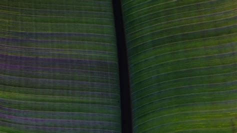 Download Wallpaper 3840x2160 Leaf Veins Stripes Macro Green 4k Uhd