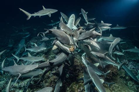He Wanted To Photograph A Shark Feeding Frenzy It Took Dive Hours Shark Impressive