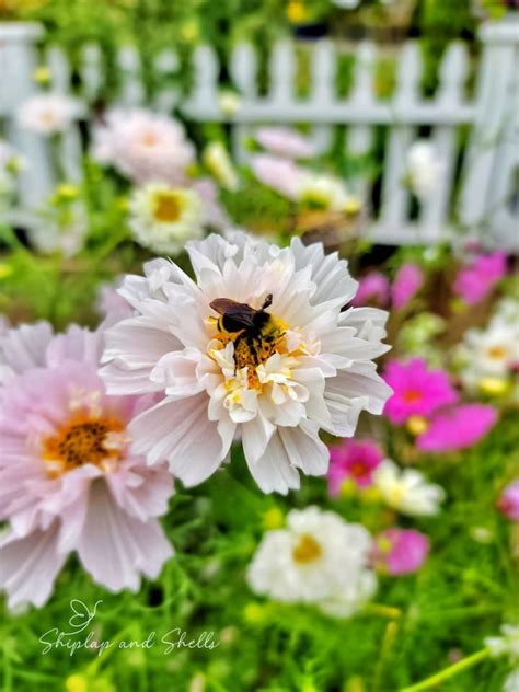 How To Attract Pollinators To Your Summer Garden Shiplap And Shells