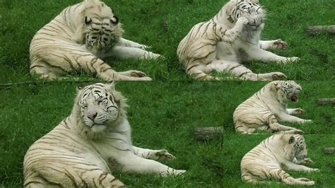Bioinfoimam Tigres Blancos