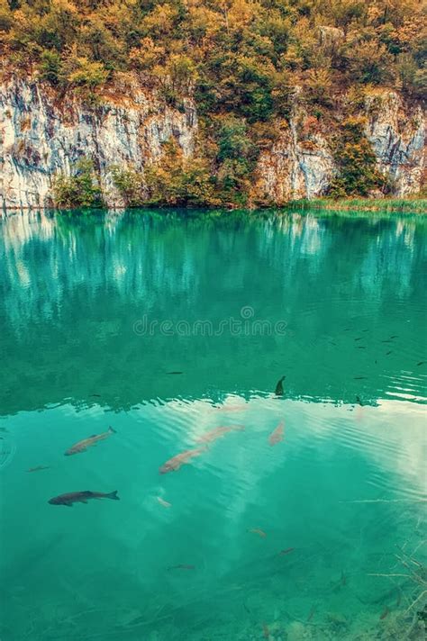 Large Fish Swim On One Of The Plitvice Lakes Surprisingly Clean And