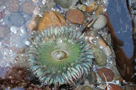Sea Anemone From The La Jolla Shores Tidal Pool En