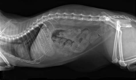 This cat was affected by megacolon, a condition which literally meant enlarged colon. Constipation in Cats: Signs, Symptoms, and Treatment ...