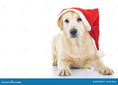 Labrador Retriever Wearing Santa Claus Hat For Christmas Stock Image