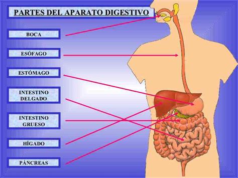 Partes Del Sistema Digestivo