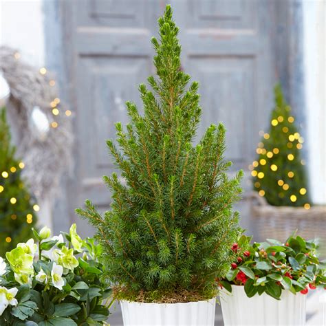 Picea Glauca Conica | Pot Grown Christmas Tree