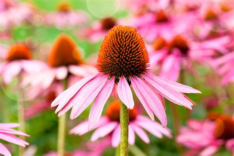 Echinacea Medicinal Plants Properties And Benefits Of Echinacea