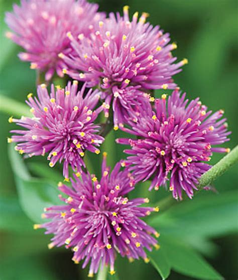 This perennial dies to the ground in winter but emerges soon in early spring. Best Summer Annual Flowers for Texas