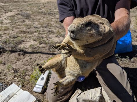 Are Prairie Dog Holes Connected