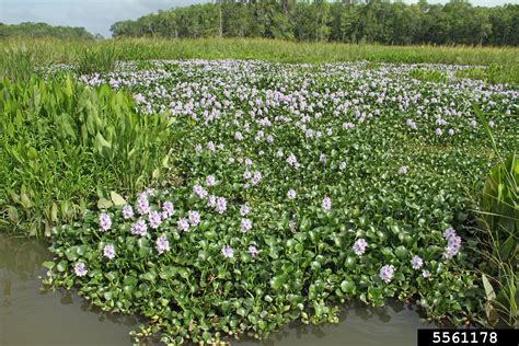 common water hyacinth, Eichhornia crassipes (Liliales: Pontederiaceae) - 5561178