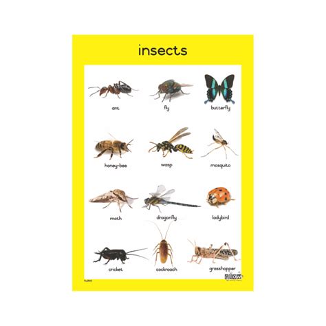 Theme Insects A3 Single Chart Grow Learning Company