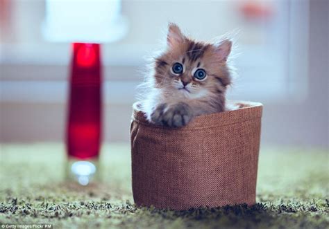 Is This The Worlds Cutest Kitten Daisy Becomes An Internet Sensation