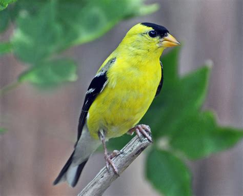 Jilguero Amarillo Todo Lo Que Debes Saber De Estas Aves