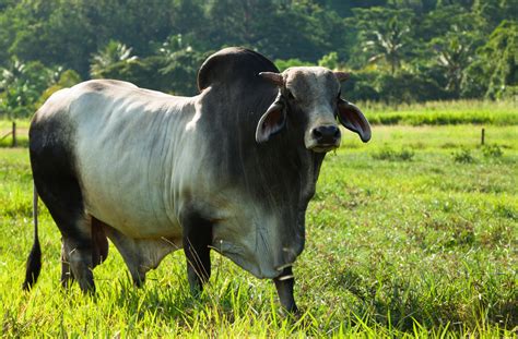 Elite grey brahman bulls in central queensland, australia. UF Project to Select the Best Brahman Genes - Southeast AgNET