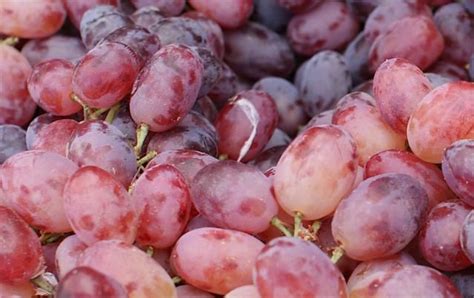 A Brief Guide To 11 Popular Grape Varieties Grapes Wine Making What