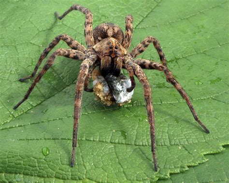 Astounding Facts About Wolf Spiders Thatll Leave You Awestruck