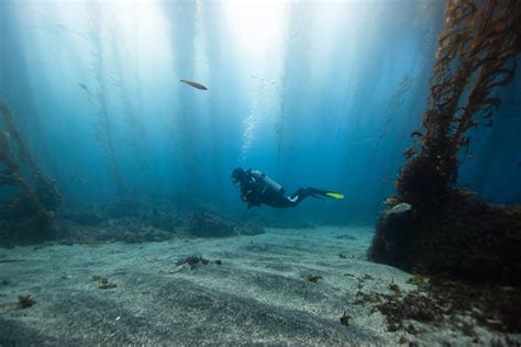 Diver In Kelp Forest Visiondive