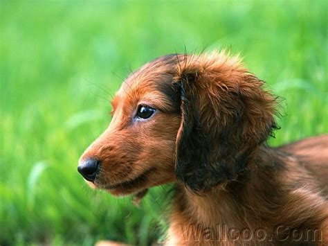 Cute Puppy Dogs Long Haired Miniature Dachshund Puppies