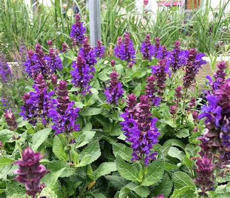 Perennial Salvia Blue Marvel Knechts Nurseries And Landscaping