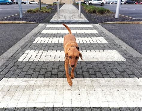 A City Stray Dog Using A Pedestrian Crossing Stock Photo Image Of