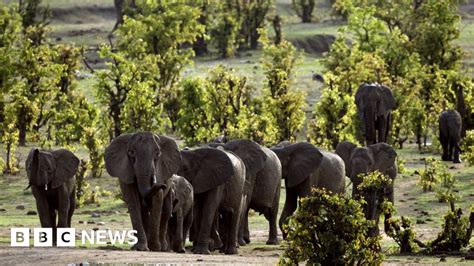 Zimbabwe Trained Elephant Kills Tour Guide In Victoria Falls Park