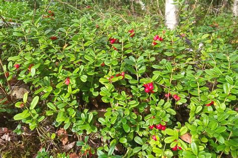 Free shipping on millions of items. Cranberries roh essen: ist es gesund oder schädlich ...