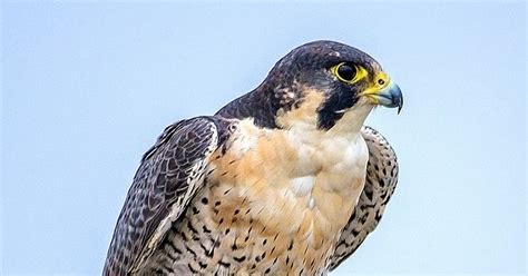 Company, soliel power and energy company pvt. Bird Club: The Recovery, Management and Future of ...