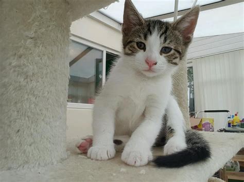 Momma cat and kitten for adoption. Cute Baby Kitten Tabby Cat Cats Kittens for sale ...