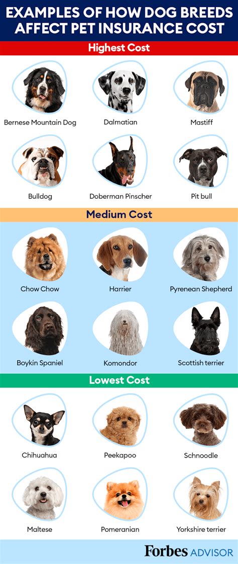 Infographics The Best Small Dog Breeds For Kids Dogtopia