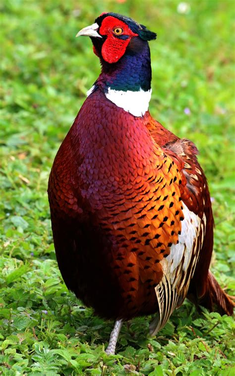 Pictures Of Pheasants Clashing Pride