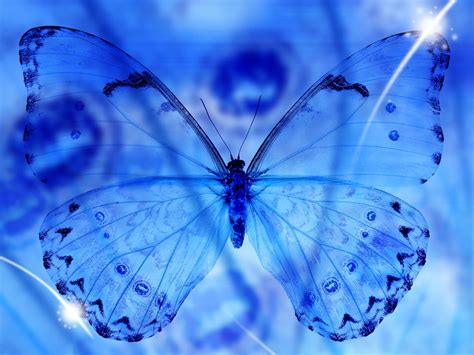 Free Download Blue Butterfly Art Wallpapers Amazing Picture Collection