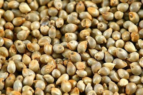 Indian Pearl Millet Organic At Best Price In Chennai Id 14479590855