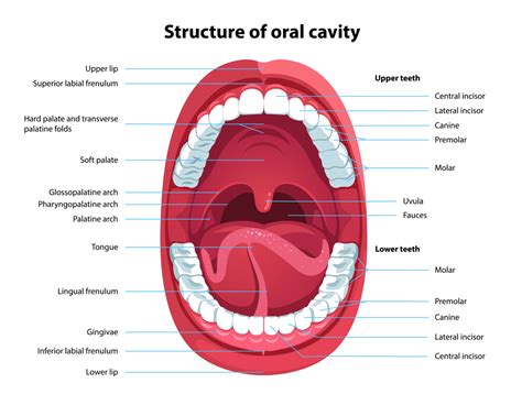 Mouth And Teeth Anatomy
