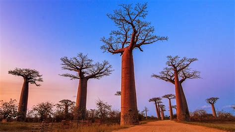 Beautiful Baobab Trees After Sunset At The Avenue Of The Baobabs