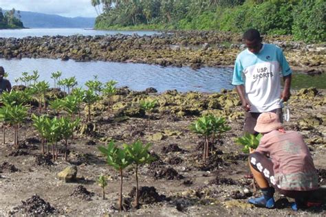 Plant Mangroves To Protect Coastline From Erosion