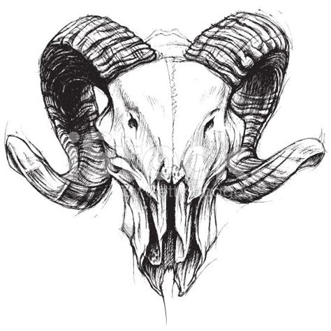 Ram Skull Traditional Drawing Line Work Vector For Use Curious Nature