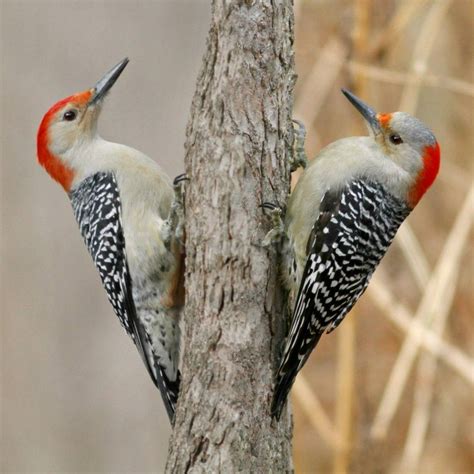 Red Bellied Woodpeckers At Grant Park In Milwaukee County Wisconsin On
