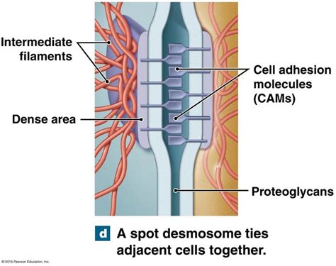 Spot Desmosome Ties Adjacent Cells Together Cell Differentiation