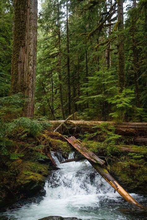 Pacific Northwest Forest Landscape Photo Print | Etsy