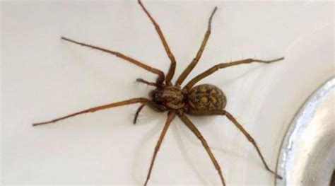 5 Most Common Spiders In Houses Sdcleanfuels