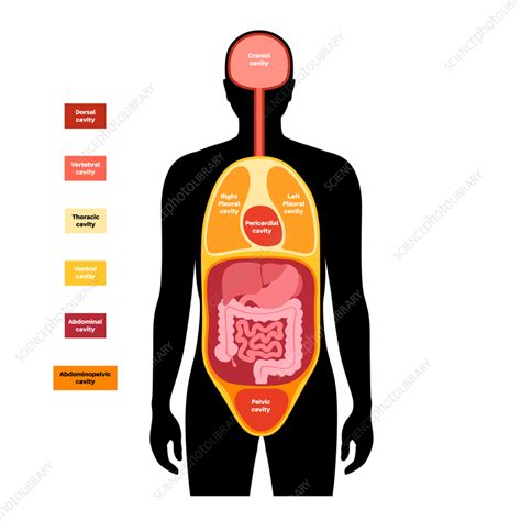 Body Cavities Illustration Stock Image F0419679 Science Photo