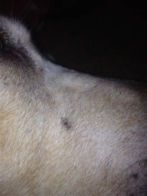 Black Spot On Dogs Nose What Is It Ask A Vet