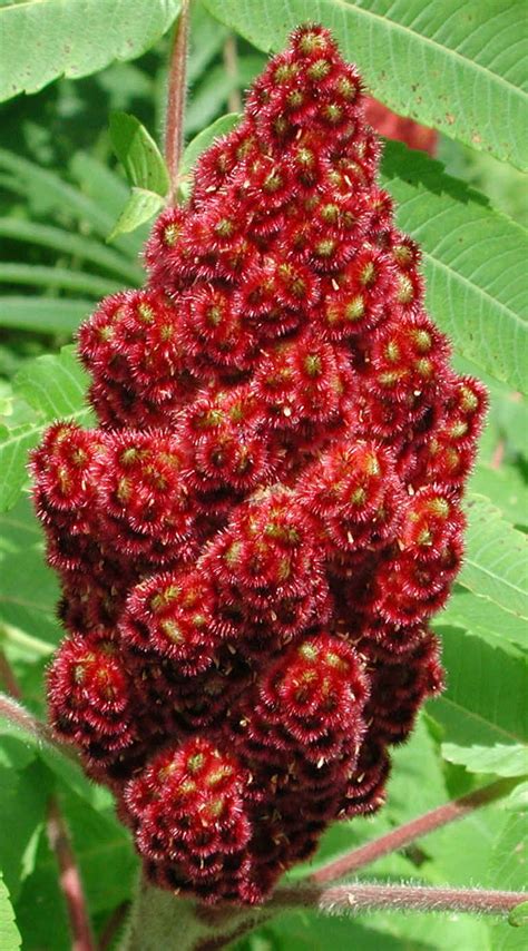 Staghorn Sumac Rhus Typhina 07a Flowering Trees Bushes And